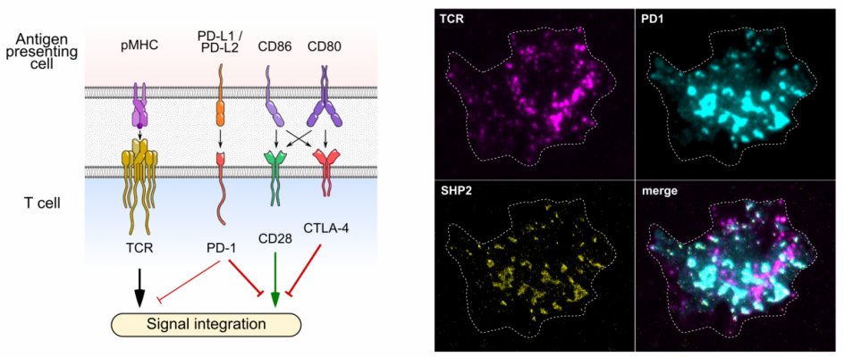 schematic diagram of the T cell signalling complex, and fluorescent microscopy images of T cell signalling proteins
