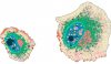 Image of a healthy cell and one carrying a specific mutation, where CAMP identifies consistent subcellular landmarks 